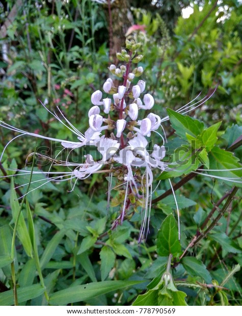 Orthosiphon Stamineus Cats Whiskers Garden Misai Stock Photo Edit Now 778790569