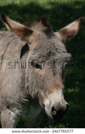 Ortrait of a cute donkey.