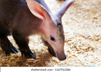 Orycteropus Afer -  The Aardvark 