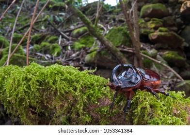 Oryctes nasicornis male (European rhinoceros beetle)