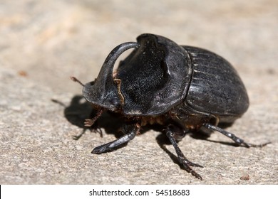 Oryctes nasicornis - rhinoceros beetle