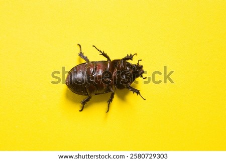 Similar – Image, Stock Photo Close up of Dynastinae beetle, brown insect. Ecuador