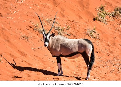 Oryx along the desert landscape in the NamibRand Nature Reserve in Namibia.
