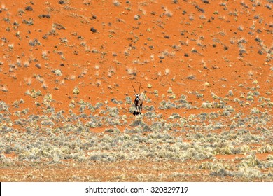 Oryx along the desert landscape in the NamibRand Nature Reserve in Namibia.