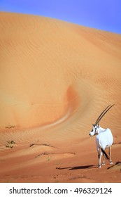 Oryx or Arabian antelope in the Desert Conservation Reserve near Dubai, UAE