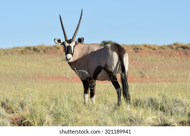 Oryx in the desert landscape of the NamibRand Nature Reserve in Namibia.