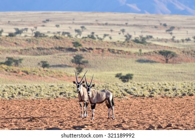 Oryx in the desert landscape of the NamibRand Nature Reserve in Namibia.