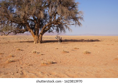 Oryx In The Dry Kalahari Dessert In Namibia