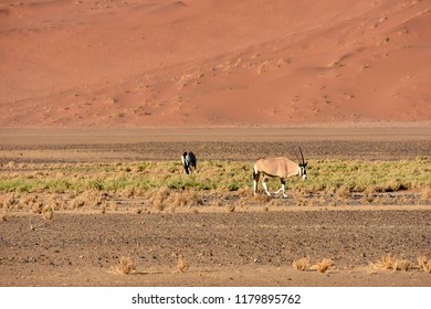 An oryx or gemsbok in the fields near the famous sand dunes in the Namib-Naukluft park area in Namibia Southern Africa