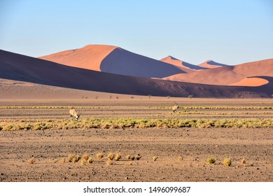 An oryx or gemsbok in the fields near the famous sand dunes in the Namib-Naukluft park area in Namibia Southern Africa
