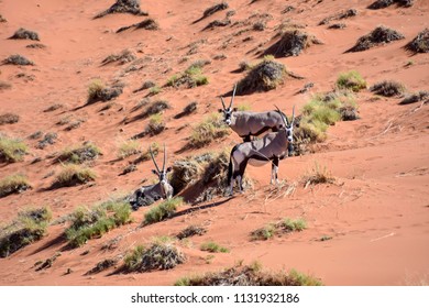 Oryx or gemsbok on a red sand dune in the sossusvlei desert in Namibia Southern Africa