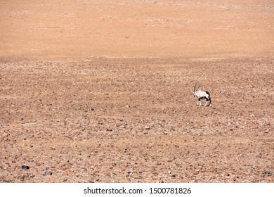 Oryx or gemsbok in the sossusvlei desert in Namibia Southern Africa