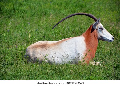 Oryx Horns High Res Stock Images Shutterstock