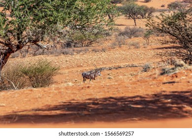 Oryx in the kalahari desert in Namibia, Africa