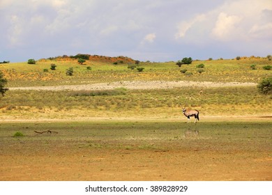 Oryx At The Kgalagadi Transfrontier Park South Africa