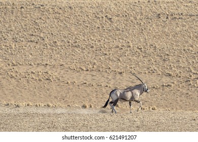 Oryx In The Namib Desert.