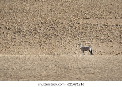 Oryx In The Namib Desert.