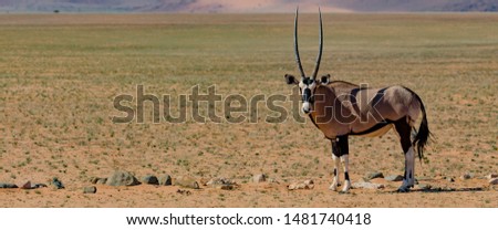 An Oryx in the Namib Desert of Namibia