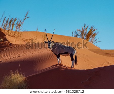 Oryx in Namibia desert dunes