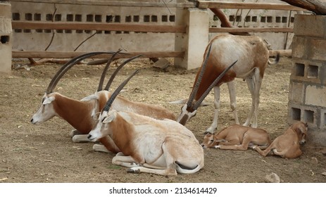 Oryx At North Sedra Farm Qatar