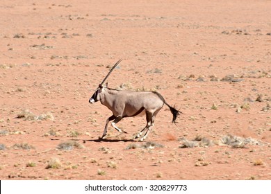 Oryx running along the desert landscape in the NamibRand Nature Reserve in Namibia.