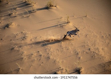 Oryx Running In The Namibian Desert 