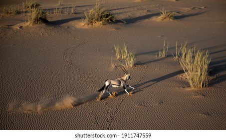 Oryx Running In The Namibian Desert 