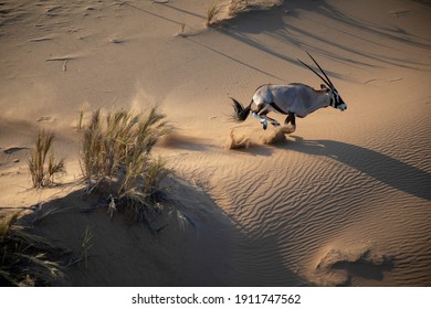 Oryx Running In The Namibian Desert 