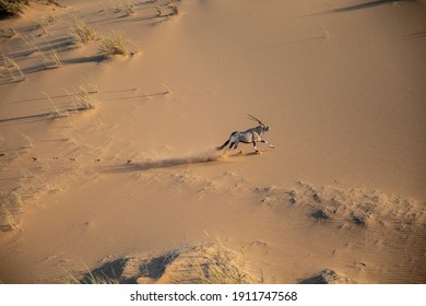 Oryx Running In The Namibian Desert 