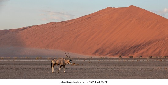 Oryx Running In The Namibian Desert 