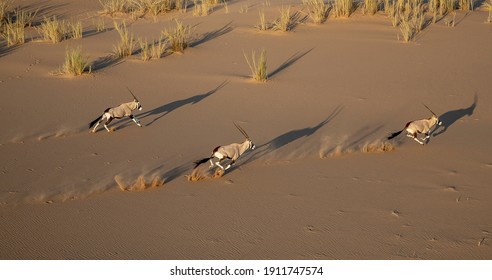 Oryx Running In The Namibian Desert 