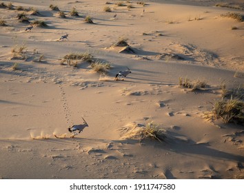 Oryx Running In The Namibian Desert 