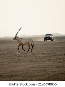 Oryx Running From Off Road Car 