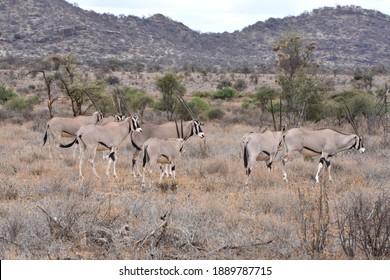 Oryx In Samburu National Reserve, Kenya