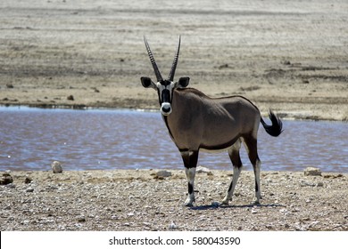 Oryx in the savannah in Etosha National Park in Namibia