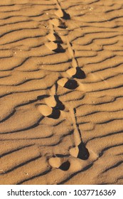 Oryx tracks in the namib sand. 
