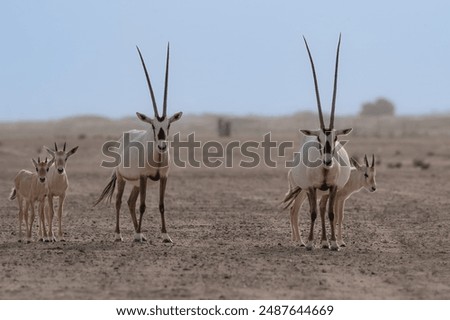 Oryx in the UAE desert