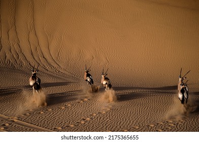 Oryx in Valvis Bay Namibia