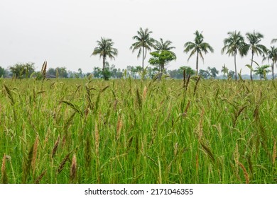 Oryza rufipogon.Weeds in Rice fields are most like rice. Propagated well It is difficult to destroy and the use of herbicides destroy.