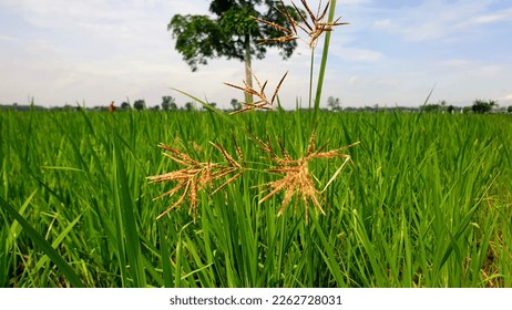 Oryza rufipogon.Weeds in Rice fields are most like rice. Propagated well It is difficult to destroy and the use of herbicides destroy. - Shutterstock ID 2262728031