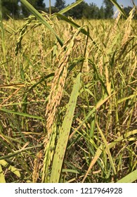 Oryza Sativa L.