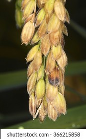 Oryza Sativa (rice)