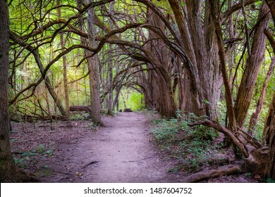 Osage Trees At Sugar Creek Metro Park