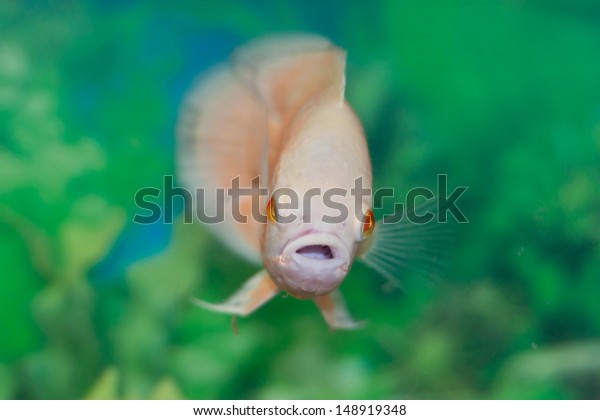 Oscar Fish Aquarium Astronotus Ocellatus Albino Stock Photo Edit Now 148919348
