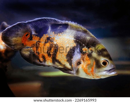 An Oscar fish, Red velvet, Cichlid, warm color tone, orange black mottled color, swimming in the tank underwater with blurred background, Phuket aquarium