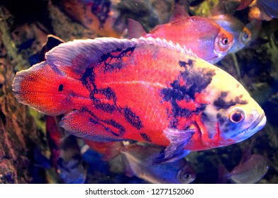 Oscar Tiger Oscar Velvet Cichlid Marble Stock Photo 1277152060 