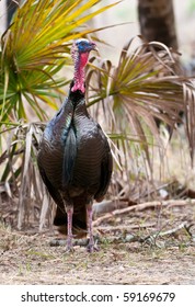 Osceola Tom Turkey