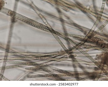 Oscillatoria seen under a microscope
