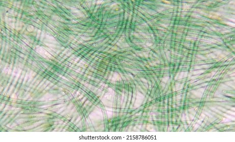 Oscillatoria Sp Cyanobacteria Found Wet Soil Stock Photo 2158786051 ...