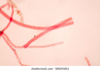 Oscillatoria Under Microscope